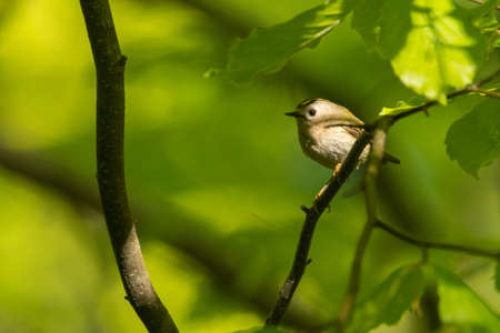 Goldcrest (Regulus regulus). A beautiful little bird on a green forest background. A beautiful...