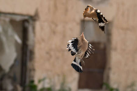 Courtship of a pair of birds. Stunning bird photo. Eurasian hoopoe / Upupa epopsの写真素材