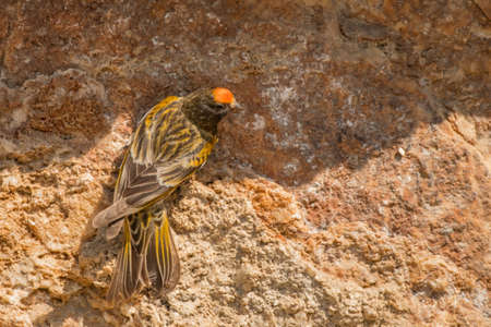 Stunning bird photo. Red-fronted serin (Serinus pusillus) on the rock.の写真素材