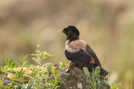 Stunning bird photo. Rosy starling / Pastor roseusの写真素材