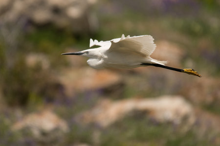 Stunning bird photo. Bird in flight. Little egret / Egretta garzettaの写真素材