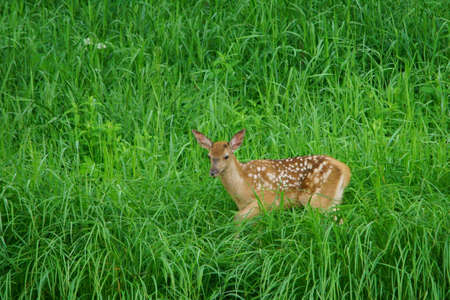 Red Deer (Cervus elaphus). The Bieszczady Mts, Carpathians, Poland.の写真素材