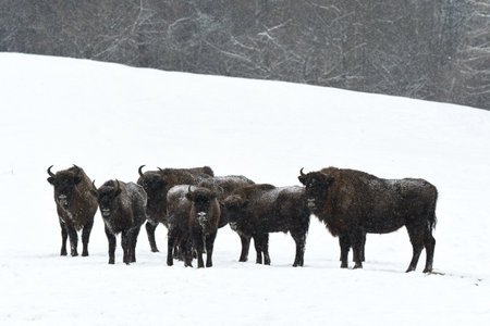 European Bison (Bison bonasus). The Bieszczady Mountains, Carpathians, Poland.の写真素材
