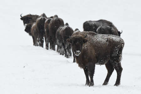 European Bison (Bison bonasus). The Bieszczady Mountains, Carpathians, Poland.の写真素材