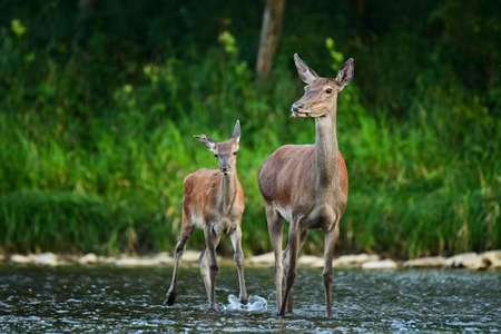 Red Deer (Cervus elaphus). The Bieszczady Mts, Carpathians, Poland.