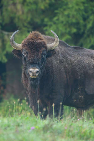 European Bison (Bison bonasus). The Bieszczady Mountains, Carpathians, Poland.