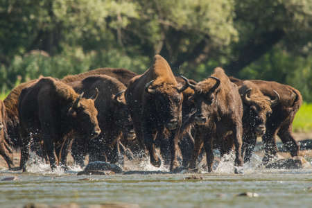 European Bison (Bison bonasus). The Bieszczady Mountains, Carpathians, Poland.の写真素材