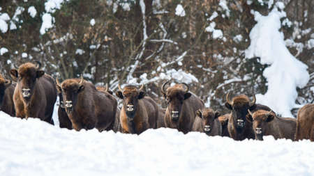European Bison (Bison bonasus). The Bieszczady Mountains, Carpathians, Poland.の写真素材