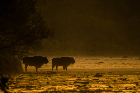 European Bison (Bison bonasus). The Bieszczady Mountains, Carpathians, Poland.の写真素材