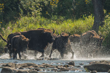 European Bison (Bison bonasus). The Bieszczady Mountains, Carpathians, Poland.の写真素材