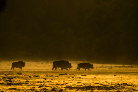 European Bison (Bison bonasus). The Bieszczady Mountains, Carpathians, Poland.の写真素材