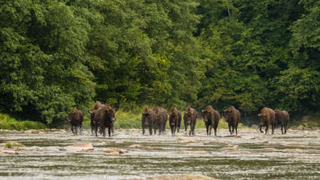 European Bison (Bison bonasus). The Bieszczady Mountains, Carpathians, Poland.