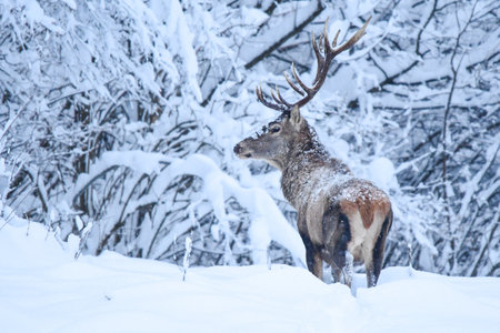 Red Deer (Cervus elaphus). The Bieszczady Mts, Carpathians, Poland.の写真素材