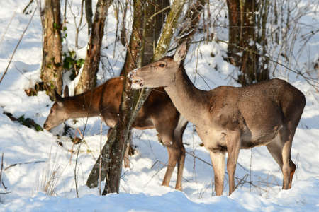 Red Deer (Cervus elaphus). The Bieszczady Mts, Carpathians, Poland.の写真素材