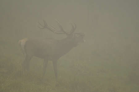 Red Deer (Cervus elaphus). The Bieszczady Mts, Carpathians, Poland.の写真素材