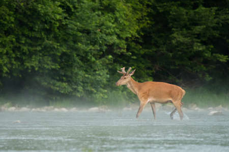 Red Deer (Cervus elaphus). The Bieszczady Mts, Carpathians, Poland.の写真素材