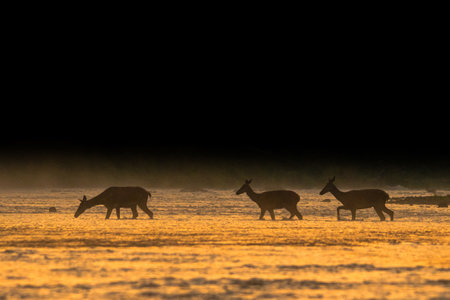 Red Deer (Cervus elaphus). The Bieszczady Mts, Carpathians, Poland.の写真素材
