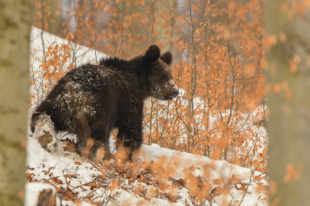 Brown bear (Ursus arctos) in the snowy forest. Bieszczady Mountains. Poland