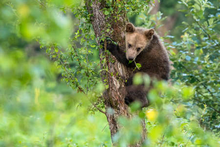 Brown Bear (Ursus arctos). The Bieszczady Mountains, Carpathians, Poland.の写真素材