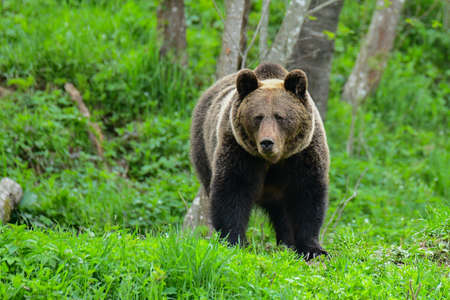 Brown Bear (Ursus arctos). The Bieszczady Mountains, Carpathians, Poland.