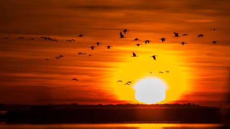 A huge flock of birds. Common Crane (Grus grus). Hortobagy National Park. Hungary.の写真素材