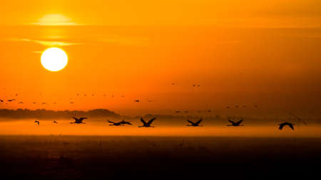 A huge flock of birds. Common Crane (Grus grus). Hortobagy National Park. Hungary.