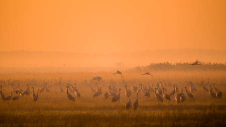 A huge flock of birds. Common Crane (Grus grus). Hortobagy National Park. Hungary.の写真素材