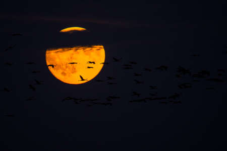 A huge flock of birds. Common Crane (Grus grus). Hortobagy National Park. Hungary.
