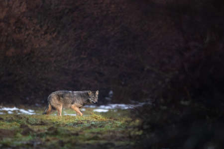 Gray Wolf, Canis lupus, Bieszczady Mts., Carpathians, Poland.
