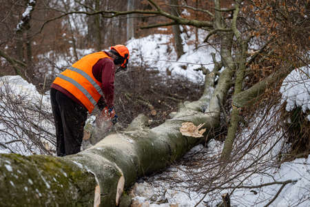 A lumberjack working in the forest in winter. The Carpathian Mountains, Poland.の写真素材