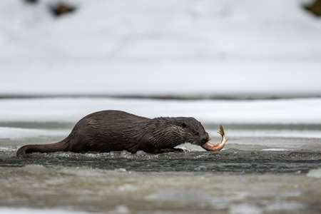 Eurasian Otter eating caught fish in the river in winter. Bieszczady Mountains, Carpathians, Poland.の写真素材