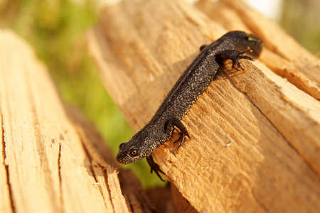 Great crested newt on the rock, Triturus cristatus, Bieszczady Mountains, Carpathians, Poland.