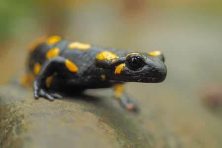 Fire Salamander on the rock, Salamandra salamandra.
