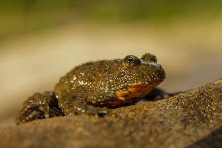 Yellow-Bellied Toad on the rock (Bombina variegata), Bieszczady Mountains, Carpathians, Poland.の写真素材