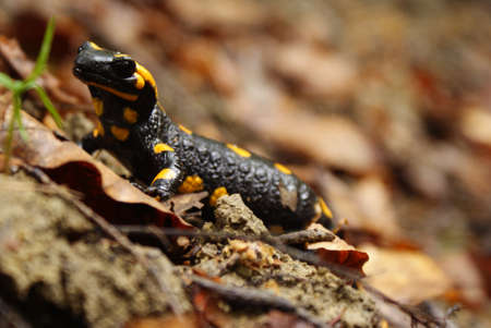 Fire Salamander on the rock, Salamandra salamandra.の写真素材