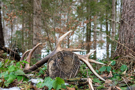Red Deer antler shed in the forest. Beautiful natural background. Bieszczady Mountains, Carpathians,...