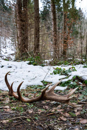Red Deer antler shed in the forest. Beautiful natural background. Bieszczady Mountains, Carpathians,...
