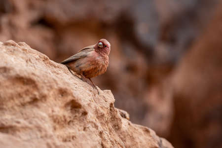 Sinai rosefinch (Carpodacus synoicus), Wadi Rum, Jordan.の写真素材