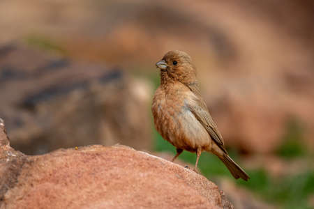 Sinai rosefinch (Carpodacus synoicus), Wadi Rum, Jordan.の写真素材