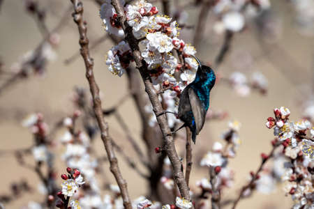 Palestine sunbird (Cinnyris osea), Wadi Dana, Jordan.の写真素材
