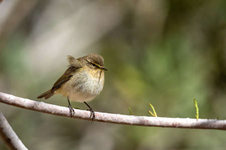 Common chiffchaff (Phylloscopus collybita), Jordanの写真素材