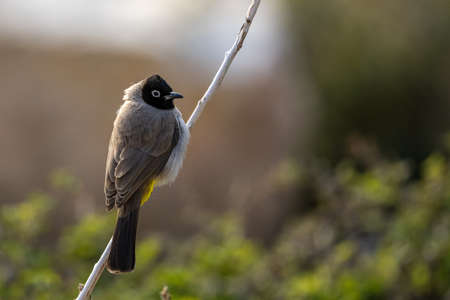 White-spectacled bulbul (Pycnonotus xanthopygos), Jordan.の写真素材
