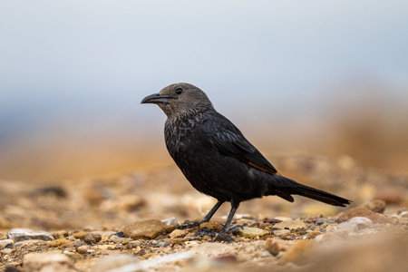 Tristram's starling (Onychognathus tristramii), Jordan.