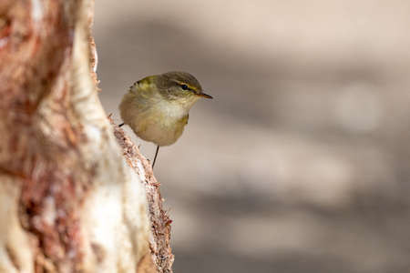 Common chiffchaff (Phylloscopus collybita), Jordanの写真素材