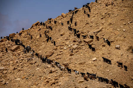Goats going to the pasture. Jordanの写真素材