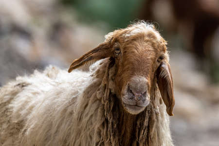 Close-up of a sheep's head. Jordan.の写真素材