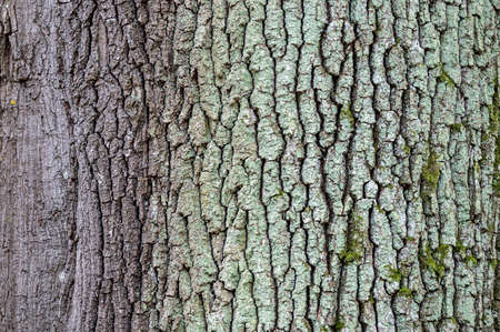 Common oak (Quercus robur) bark closeup.の写真素材