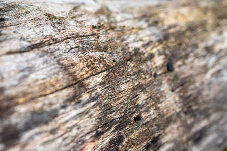 Old wood natural background. European (Common) beech, fagus sylvatica.の写真素材