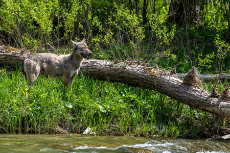 Gray Wolf (Canis lupus) in the forest Bieszczady Mountains, Carpathians, Poland.