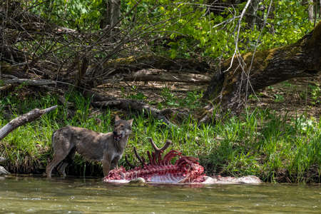 Gray wolf (Canis lupus) eating a hunted deer. Bieszczady Mountains, Carpathians, Poland.の写真素材